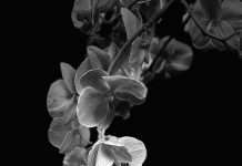 Premiere : Foby – Joana