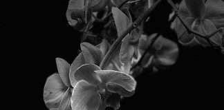 Premiere : Foby – Joana