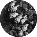 Premiere : Ka§par – Brand New Meaning