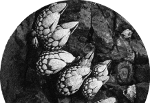 Premiere : Ka§par – Brand New Meaning