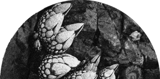 Premiere : Ka§par – Brand New Meaning