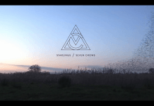 Listen :Marley Carroll’s “Starlings / Seven Crows” on Loci Records