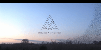 Listen :Marley Carroll’s “Starlings / Seven Crows” on Loci Records