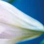 Listen : Francis Harris – Trivial Occupations Remixes(incl. Joaquin Joe Claussell and LNS remix)(Scissor & Thread)