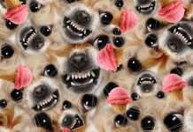 Mexican producer Paulor debuts on Life and Death w/ Vitalic, JD Twitch, Superpitcher and Fango remixes