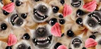 Mexican producer Paulor debuts on Life and Death w/ Vitalic, JD Twitch, Superpitcher and Fango remixes