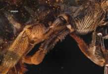 Track of the Day: Saiful Idris – Memories (SRNDR Records)