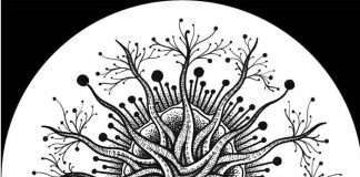 Premiere: Ivan Szew – Melian (MindTrip)