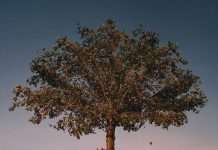 slowthai announces new album TYRON + shares new single ‘nhs’