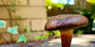 Mark Farina Unveils New Album ‘Isolated Samples ’ On Robsoul