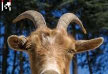 Agoria announces new LP ‘.dev’, drops new single and launches website