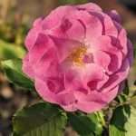 Tracks of the Week: Disco House Universe 11(ConnectFM)