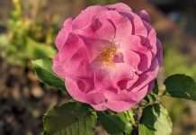 Tracks of the Week: Disco House Universe 11(ConnectFM)