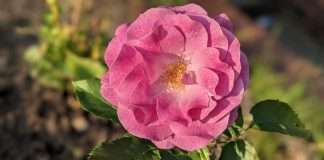 Tracks of the Week: Disco House Universe 11(ConnectFM)