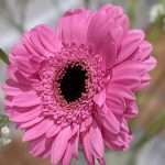 Tracks of the Week: House ConnectFM 12