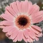 Tracks of the Week: House ConnectFM 13