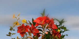 Stenny, Jabes, Tammo Hesselink on new Avernian’s label Lurch