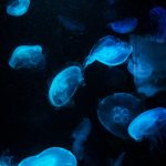 Melodic Journey 39: Tracks of the Week