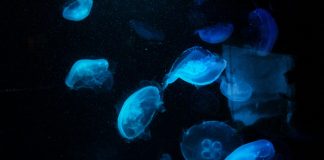 Melodic Journey 39: Tracks of the Week