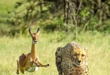 Thundercat links with Tame Impala for a brand new single, “No More Lies”