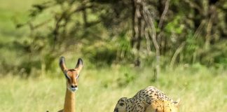 Thundercat links with Tame Impala for a brand new single, “No More Lies”