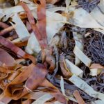 Lullahush announces new album “Ithaca” + share the video for “Maggie na bhFlaitheas”